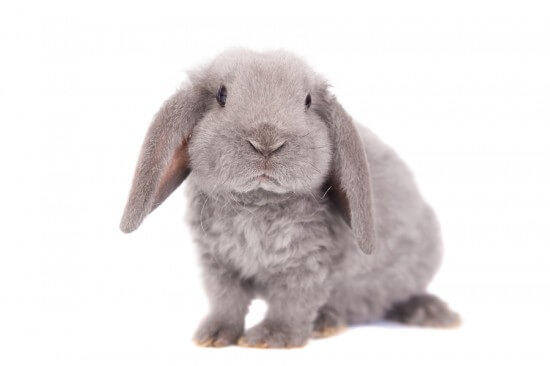 Grey lop-eared rabbit