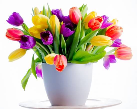 Spring flowers,  tulips - Colorful fresh spring tulips flowers i