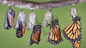 About Monarch Butterflies