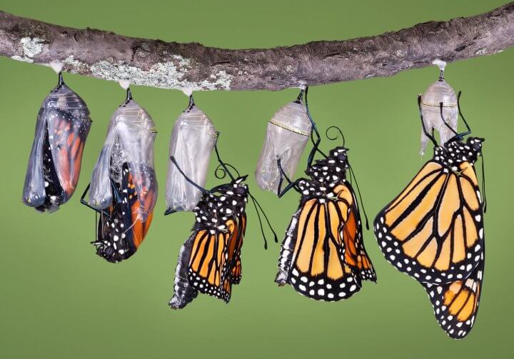About Monarch Butterflies