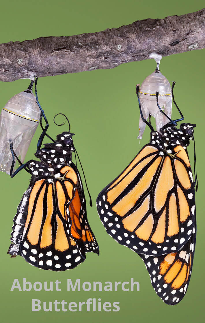 About Monarch Butterflies
