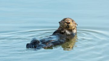 Sea Otters Facts
