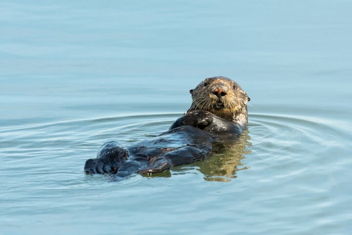 Sea Otters Facts