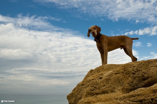 Neo the Vizsla by Tomer Jacobson