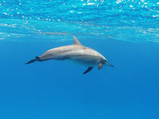 Spinner Dolphin in the Red Sea