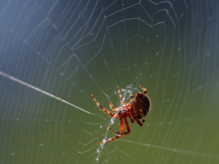 Spider in its Web