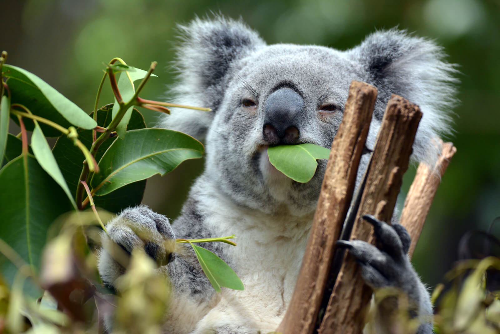 FAQ about koalas