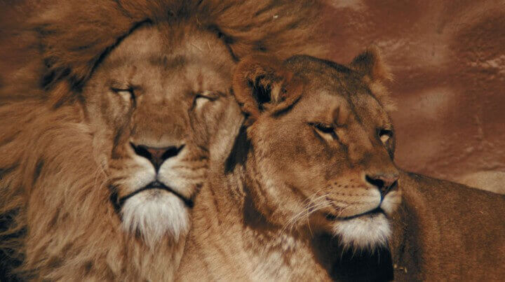 10 Facts about Lions