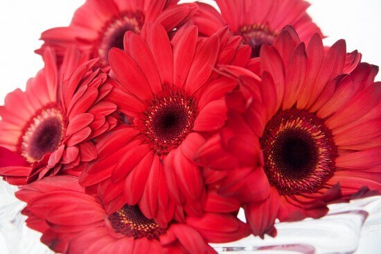 Red Daisies