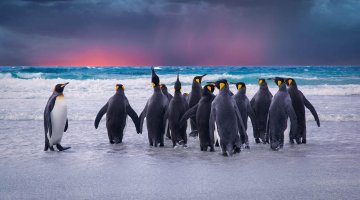 Penguins