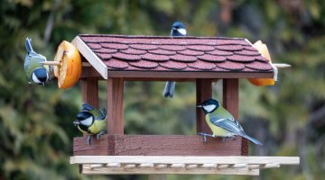Bird Feeding