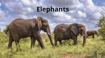 Elephants