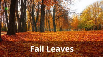 Fall Leaves