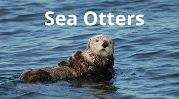Sea Otters