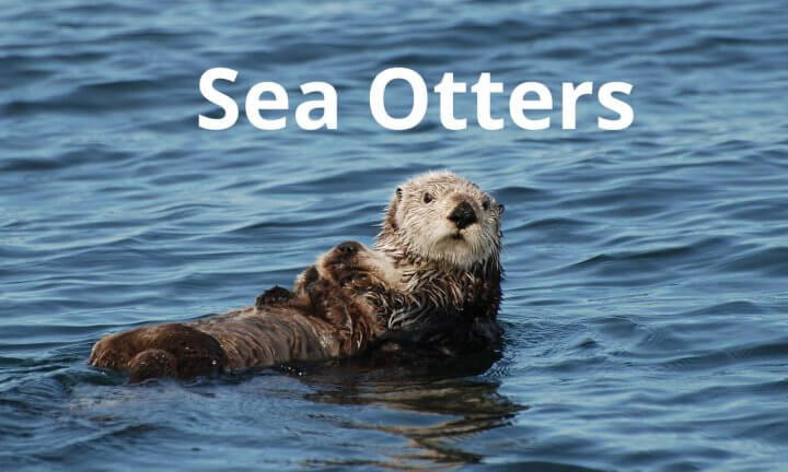 Sea Otters
