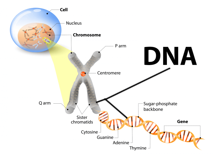 Cell Chromosome Dna Gene