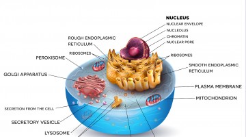 Cellular biology