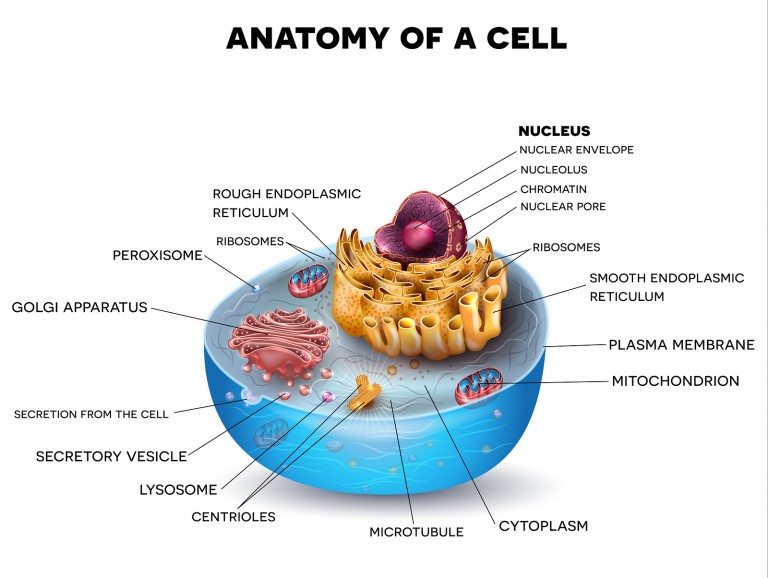 Introduction To Cells Practice