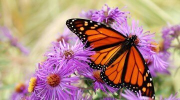 Monarch Butterflies