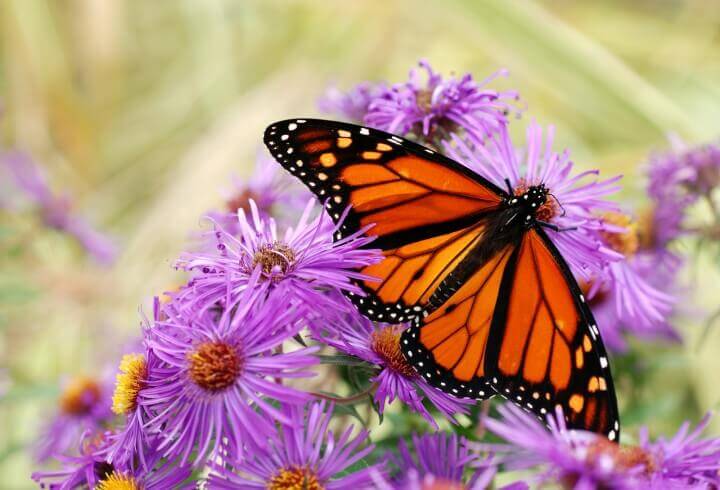 Beautiful Monarch Butterfly Fe
