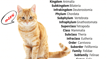 Scientific Classification Domestic Cat