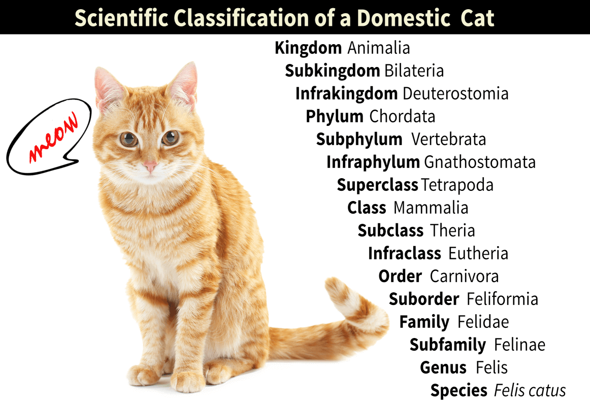 science cat na