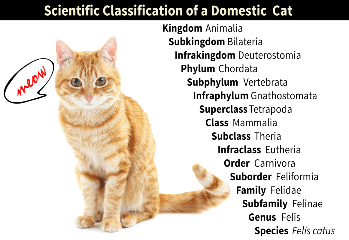 felis catus scientific name