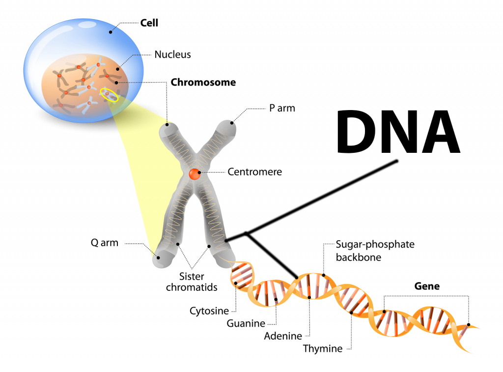 DNA » Resources » Surfnetkids