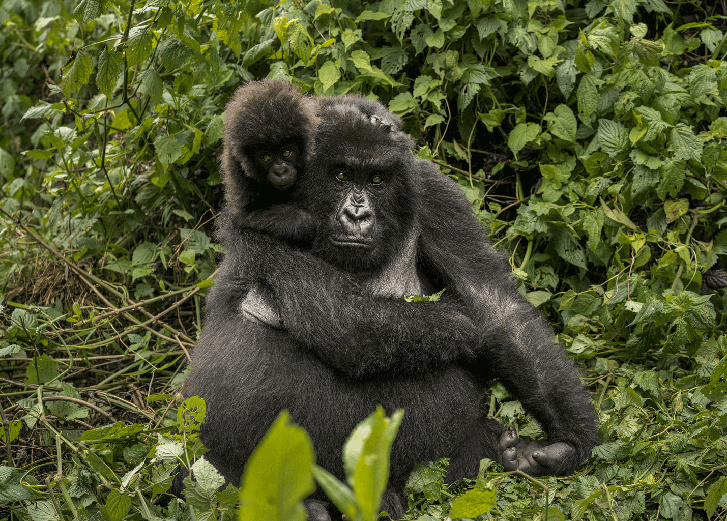 Gorillas » Resources » Surfnetkids