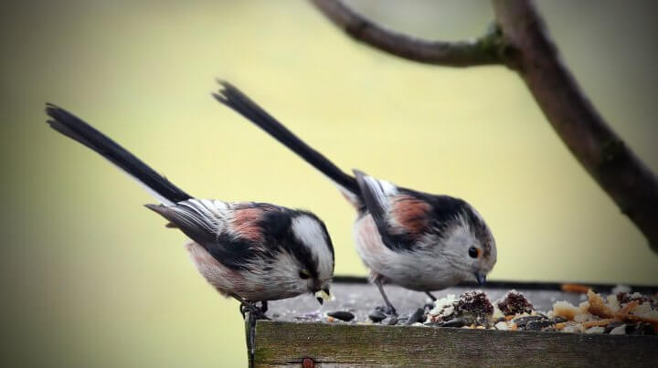 Bird Feeding
