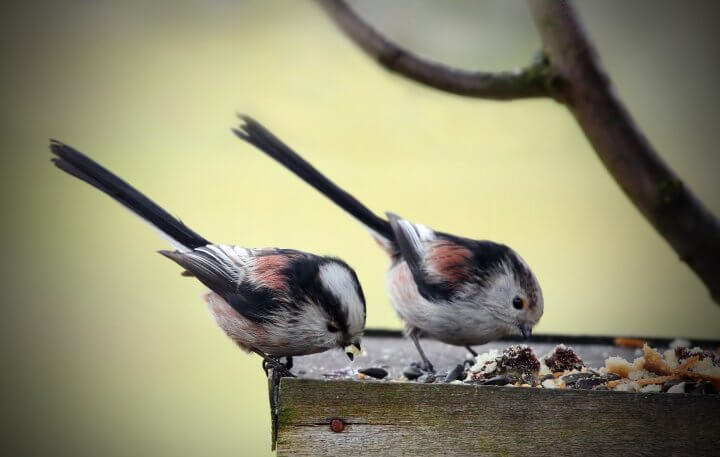 Bird Feeding