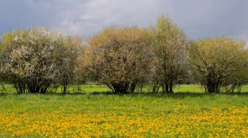 Trees
