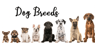 Dog Breeds