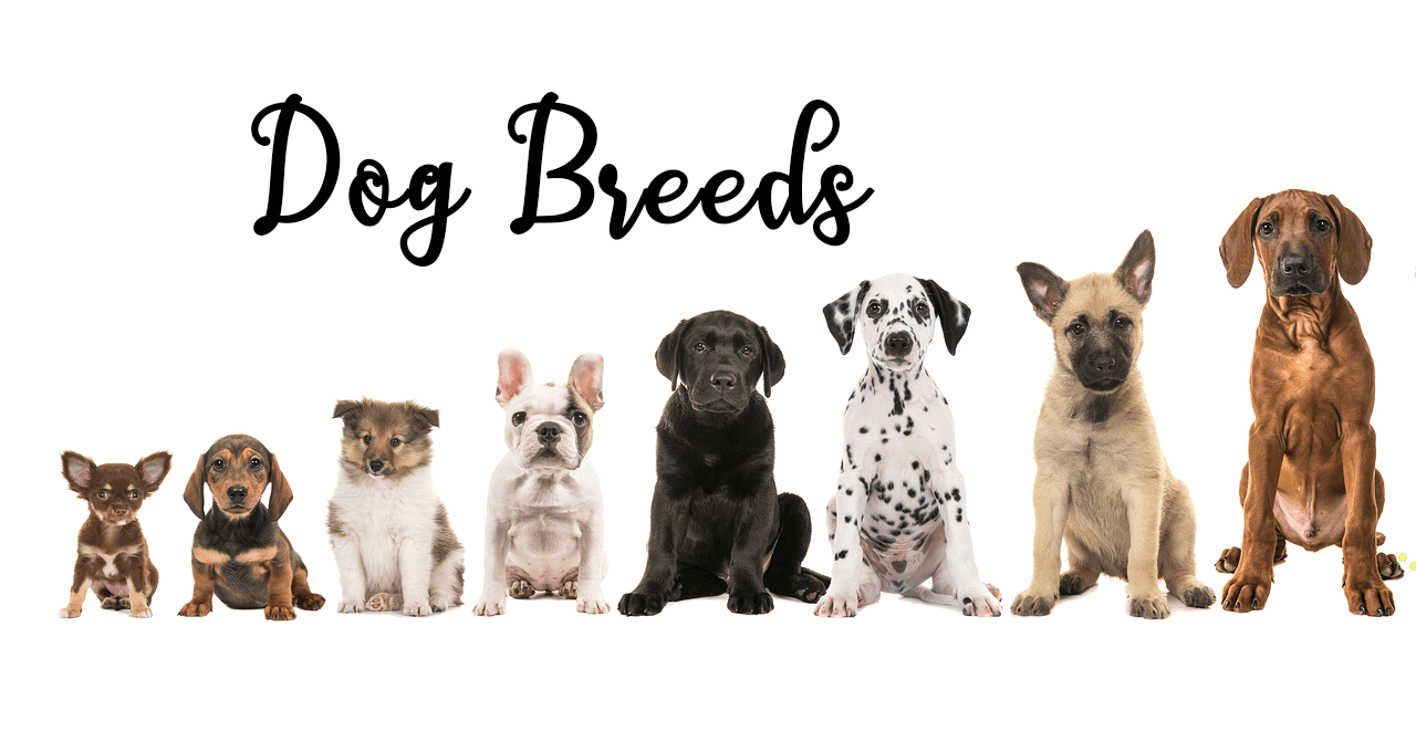 Dog Breeds » Resources » Surfnetkids
