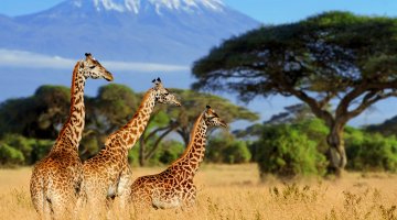 Giraffes