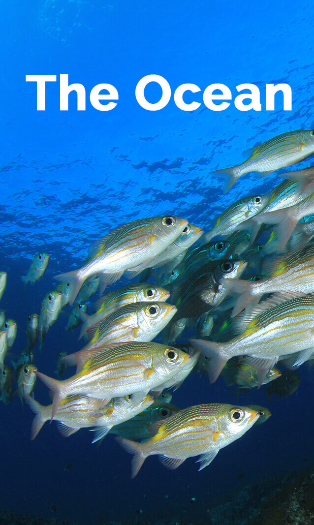 Ocean #science resources from Surfnetkids.com. #classroom #homeschool