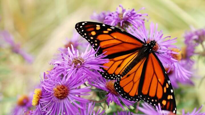 Monarch Butterflies