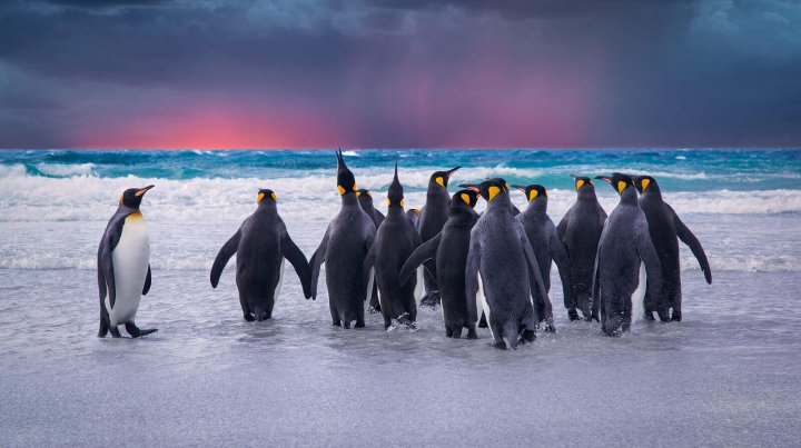 Penguins