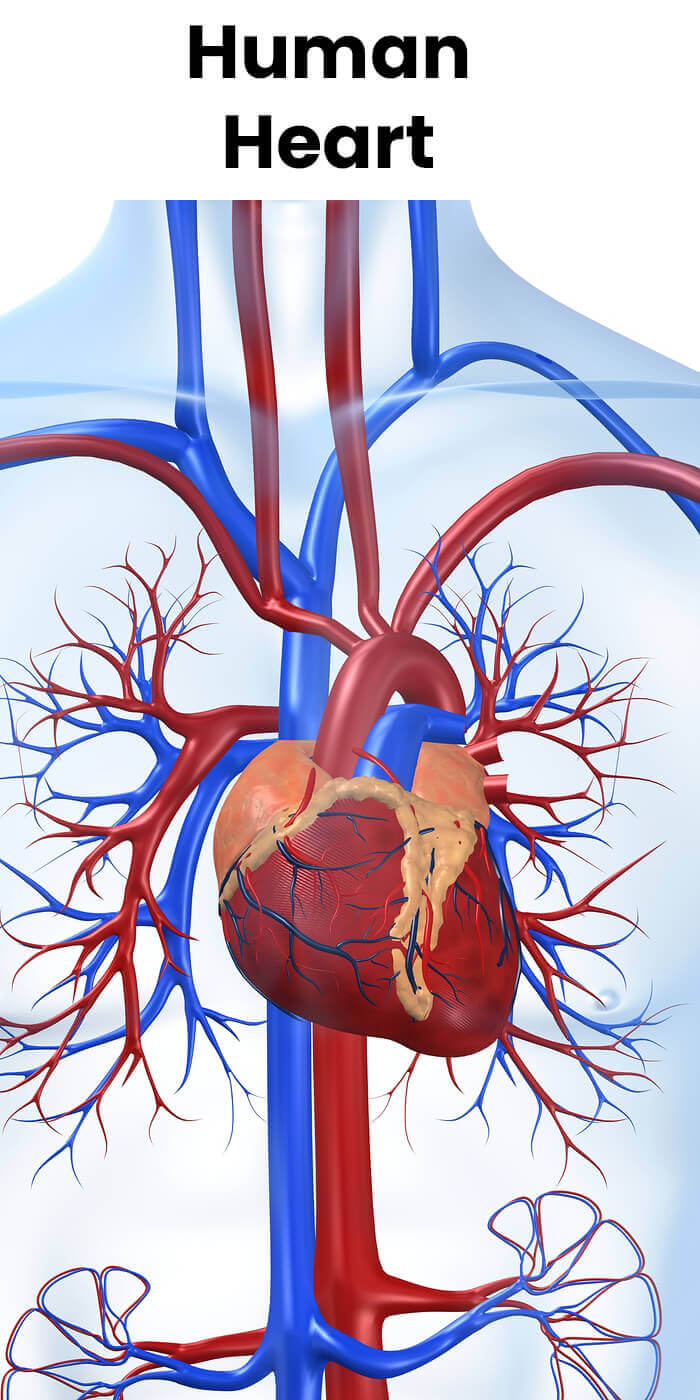 Human Heart