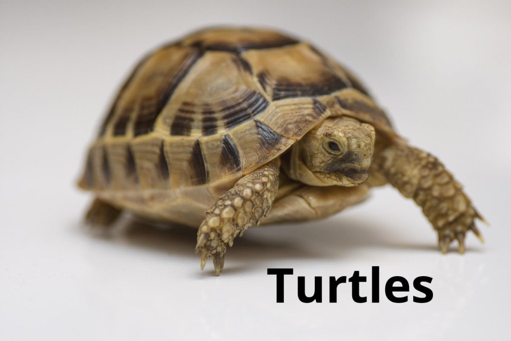 Turtles » Resources » Surfnetkids