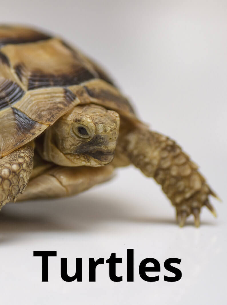 Turtles » Resources » Surfnetkids