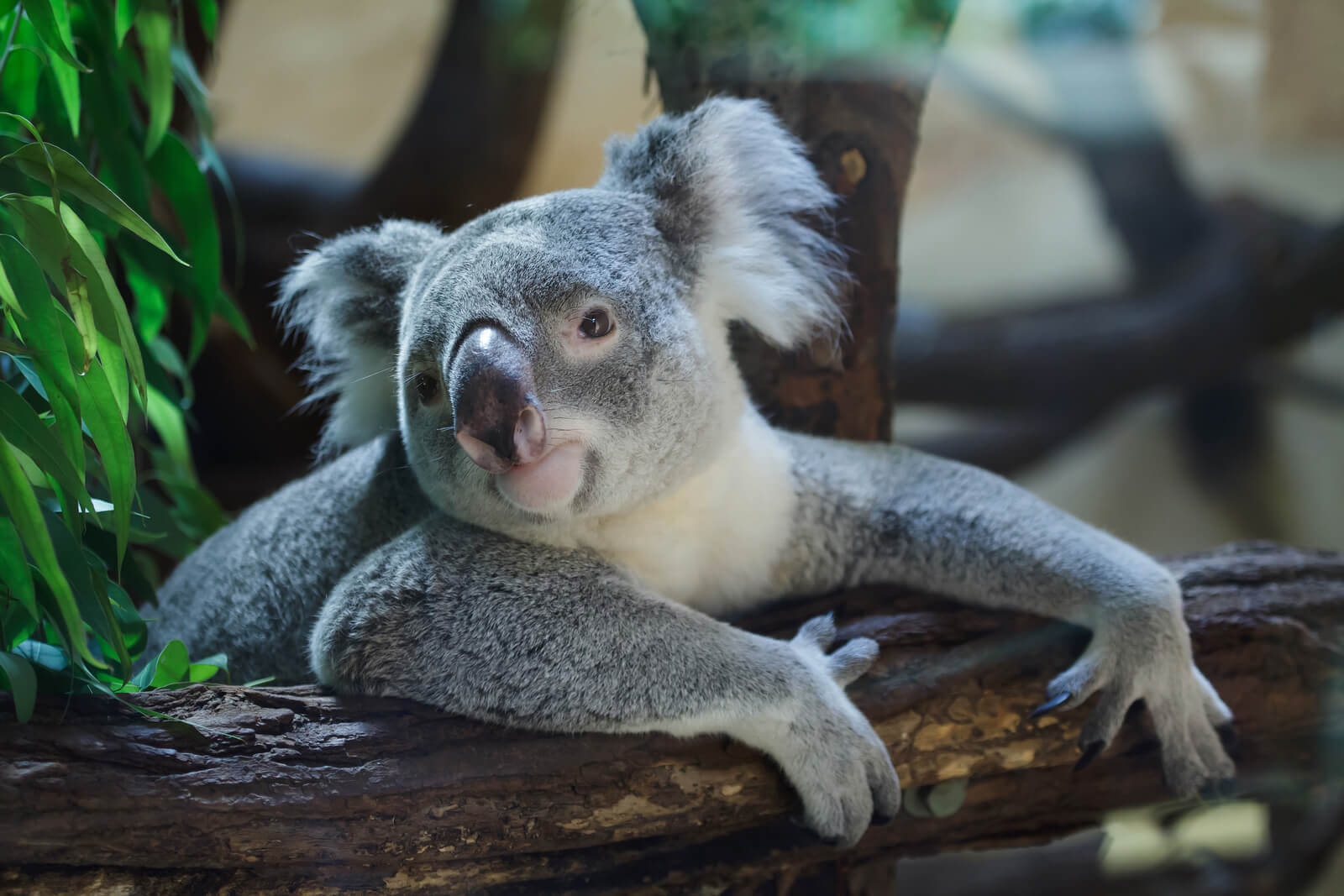 Koalas » Resources » Surfnetkids