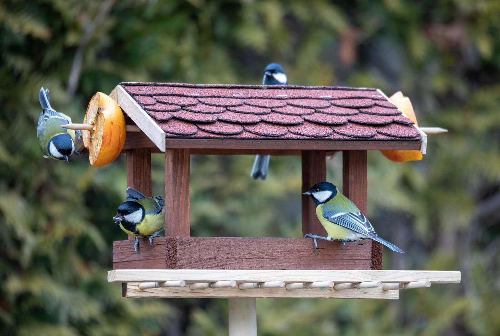 Feeding Birds In Las Vegas at Charlie Roe blog