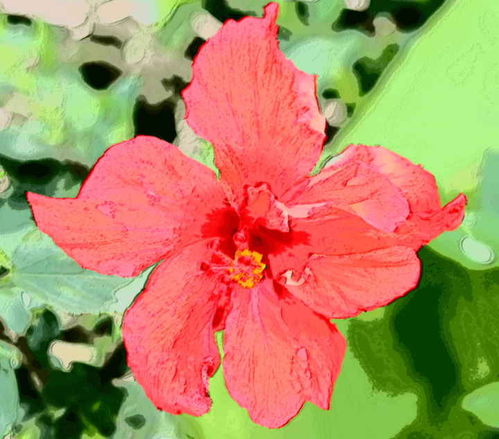 Red hibiscus from my garden.