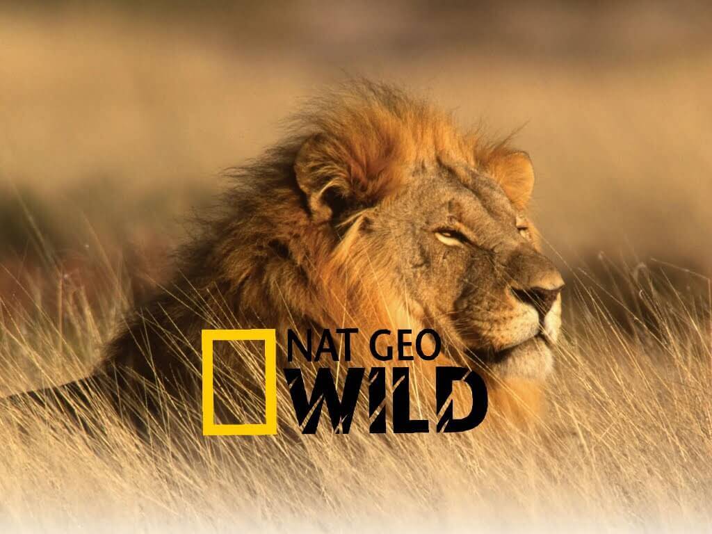 National Geographic African Lions Video Surfnetkids   National Geographic African Lion 