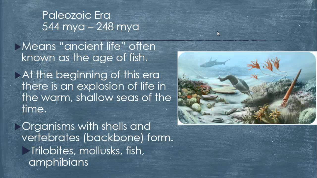 Geologic Time Scale -- Mint Hill Middle School » Video » Surfnetkids