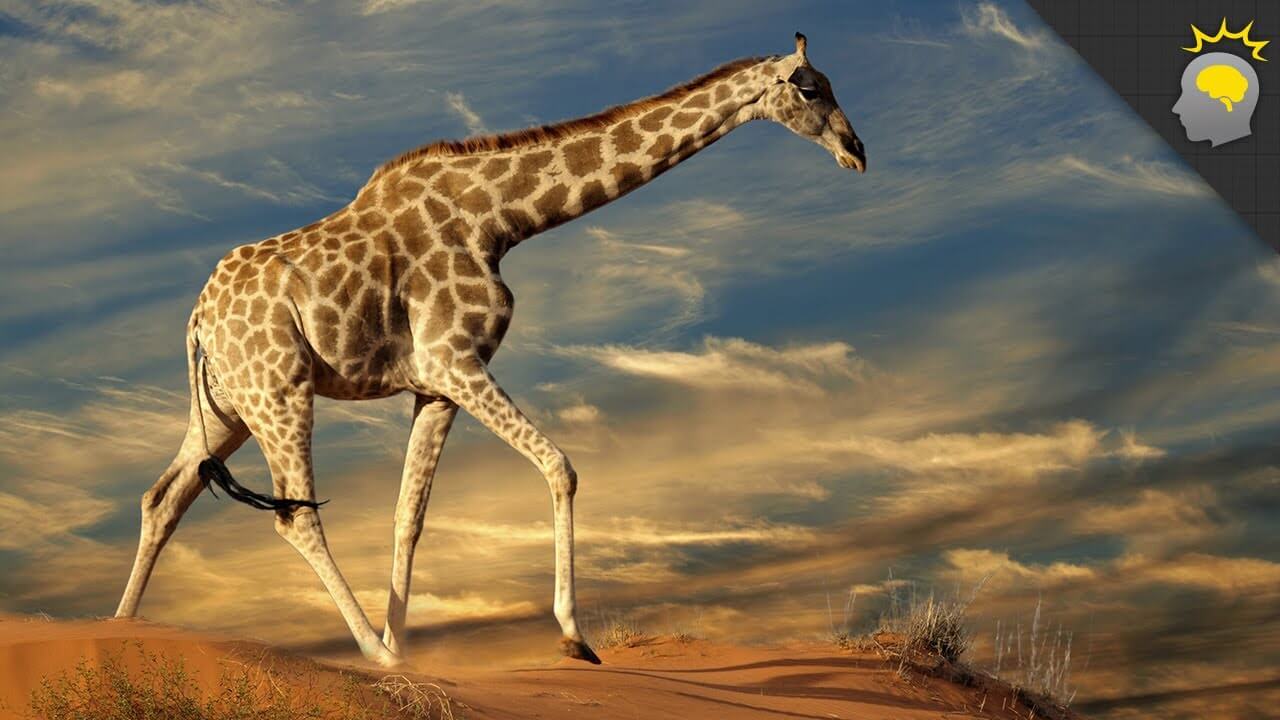 5 Amazing Giraffe Facts - Science on the Web » Video » Surfnetkids