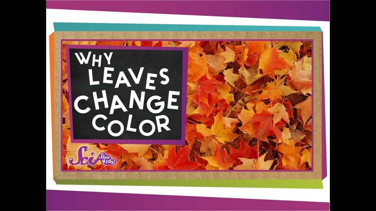 Why Do Leaves Change Colors In The Fall Video Surfnetkids